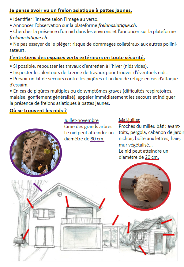 frelon_asiatique2.jpeg